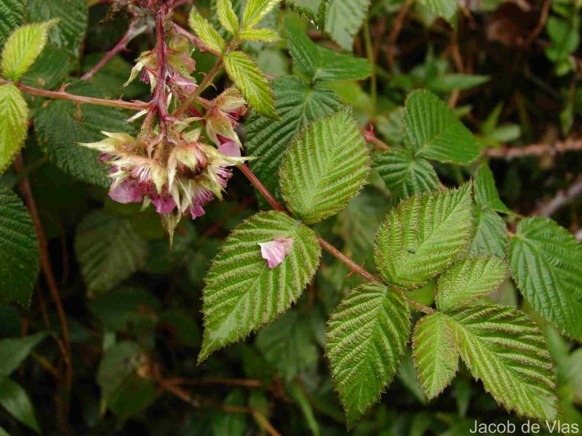 Rubus rosifolius Sm.